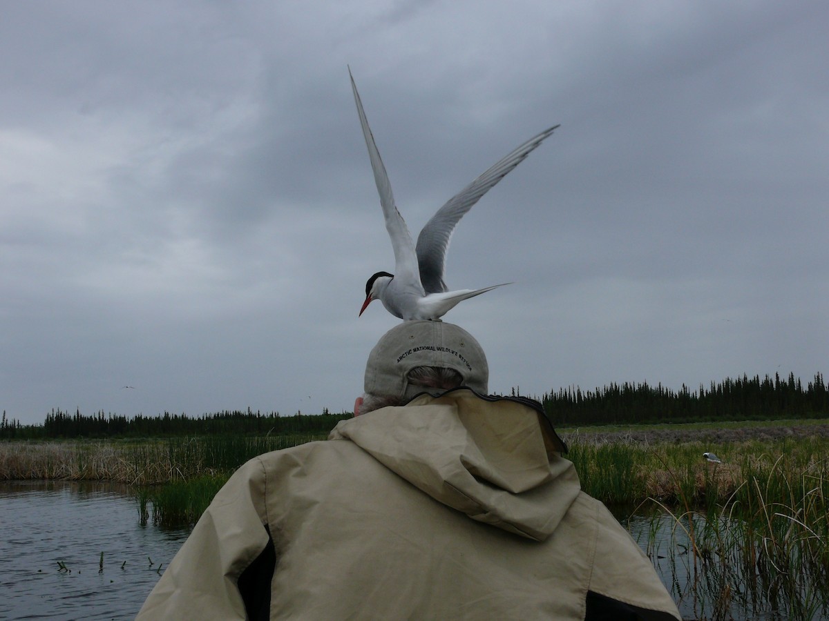 Arctic Tern - Megan Elrod
