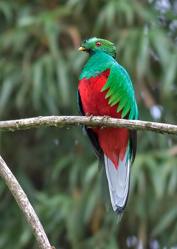 Crested Quetzal - ML36517311