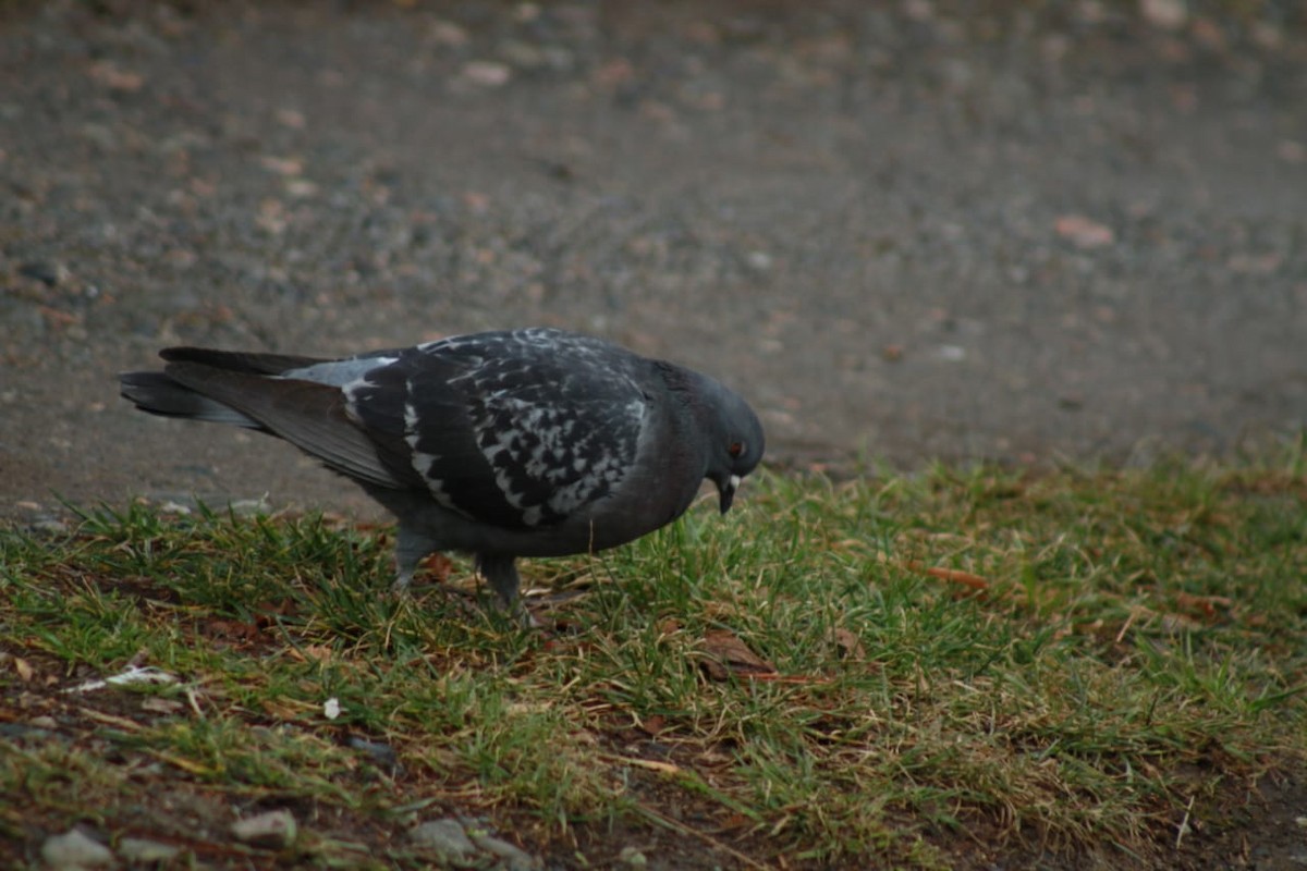 Rock Pigeon (Feral Pigeon) - ML365181731