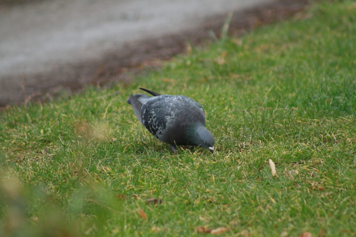 Rock Pigeon (Feral Pigeon) - ML365181741