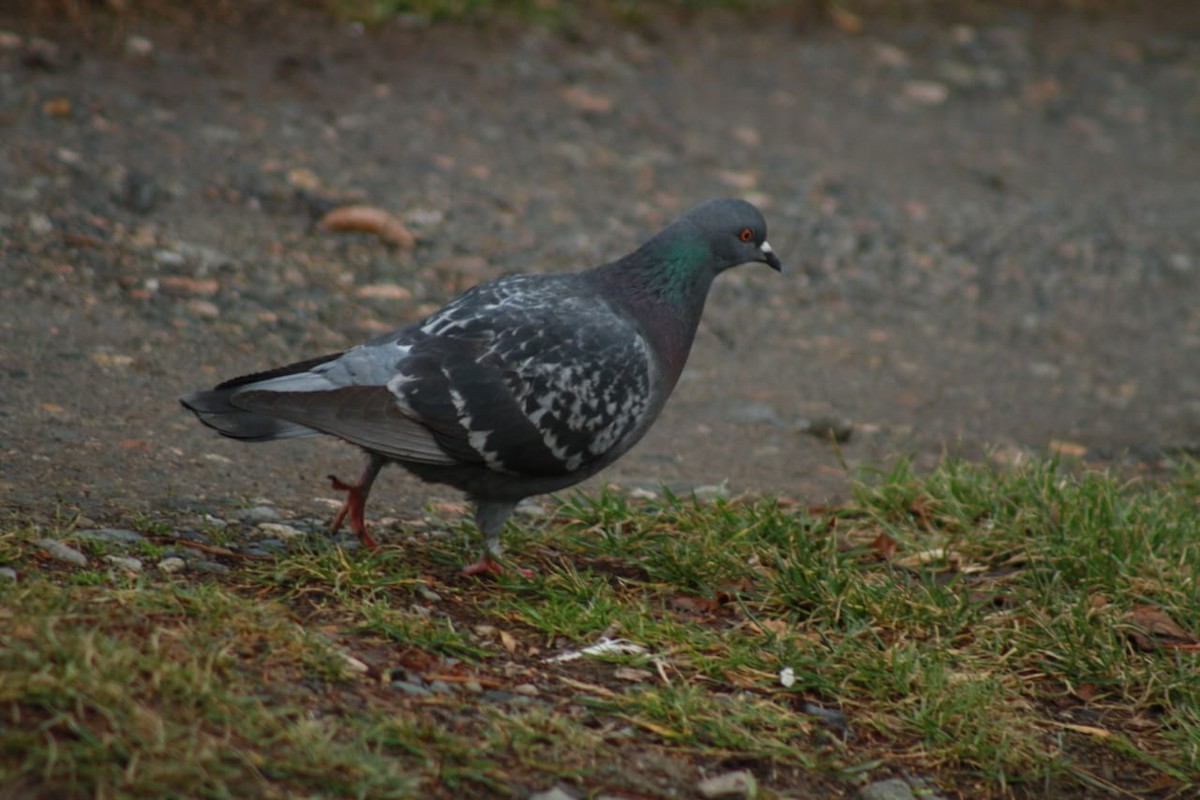 Rock Pigeon (Feral Pigeon) - ML365181751