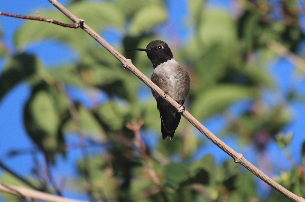 Black-chinned Hummingbird - Chuck Gates