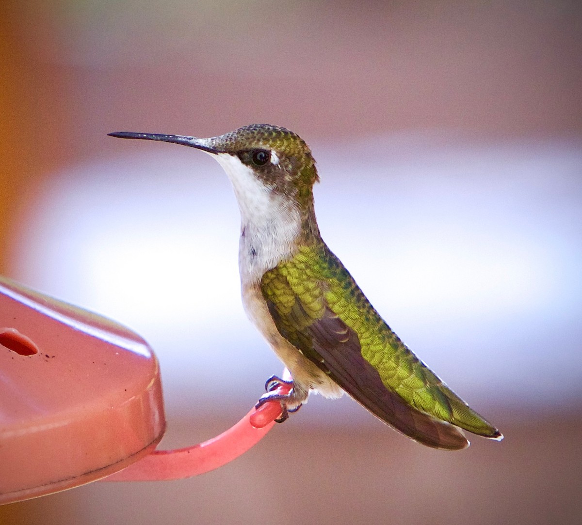 Ruby-throated Hummingbird - ML365188471