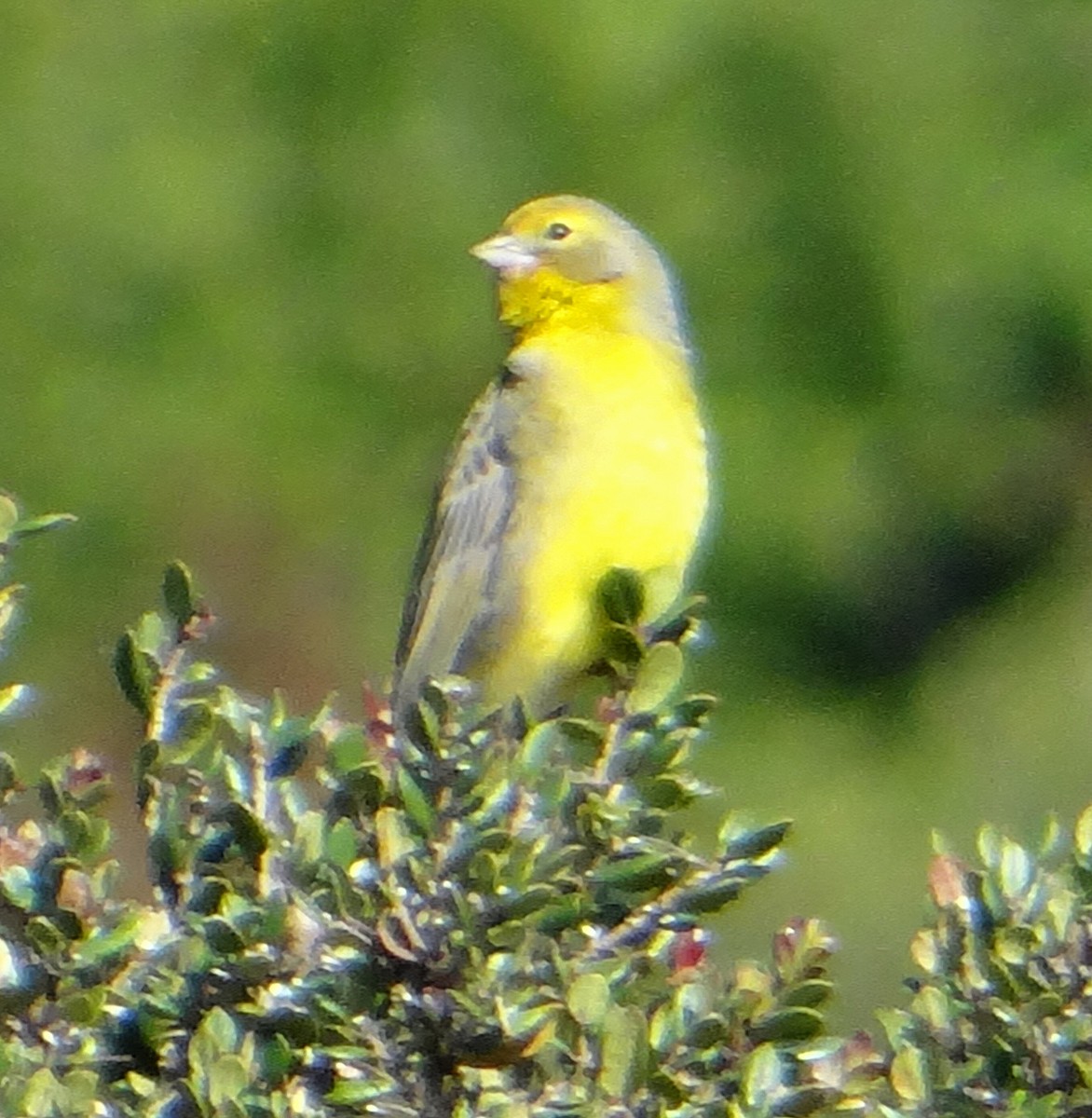 Grassland Yellow-Finch - kas dumroese