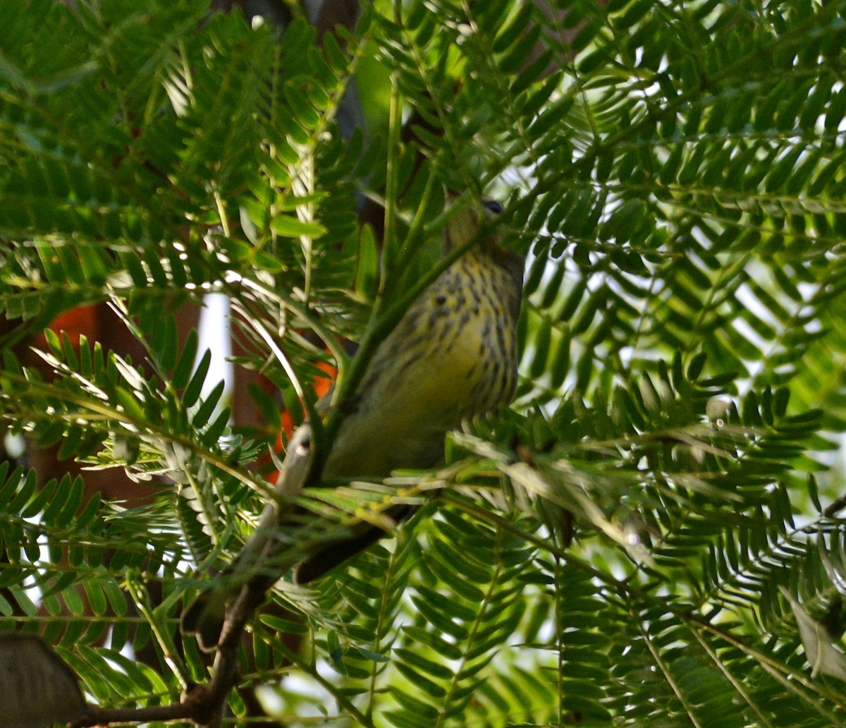 Cape May Warbler - ML36519111