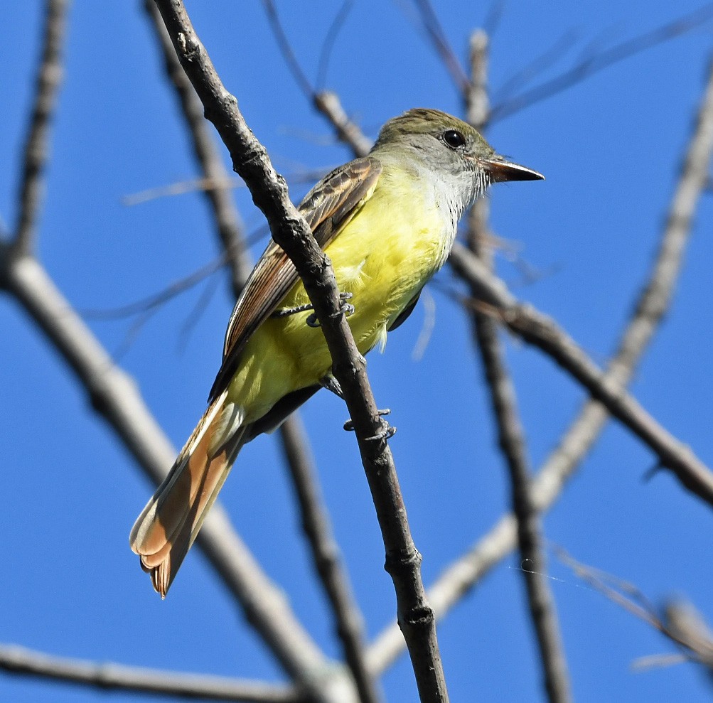 Great Crested Flycatcher - ML365192891