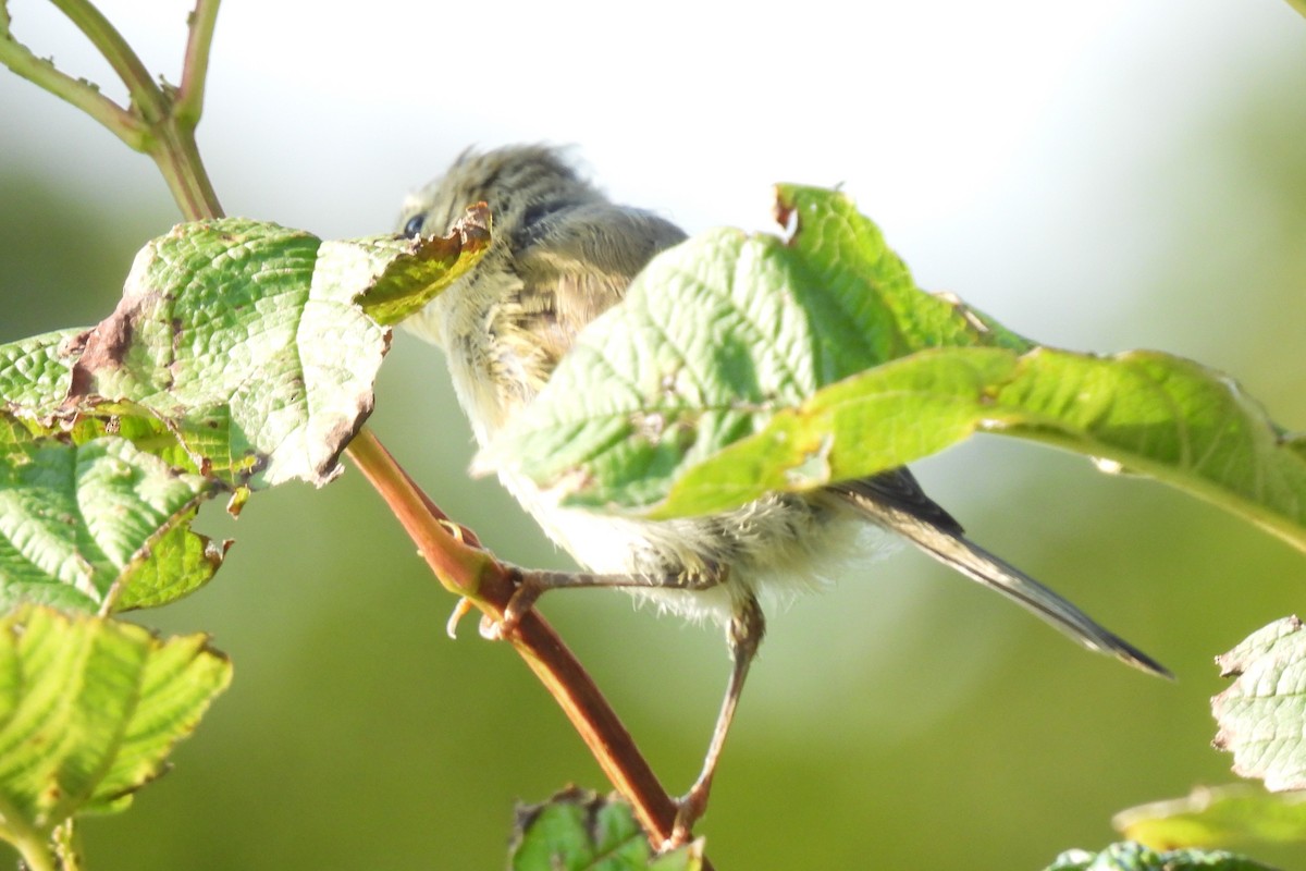 Willow Warbler/Common Chiffchaff - ML365193321