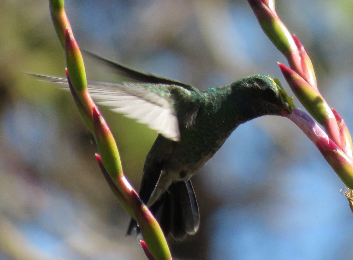 Broad-billed Hummingbird - Rich Hoyer