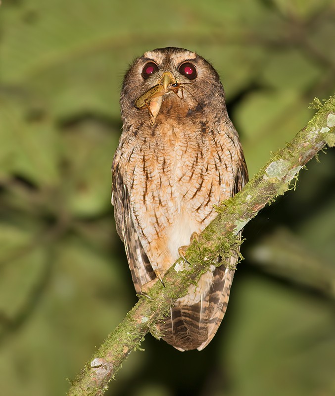 Rufescent Screech-Owl - ML36519721