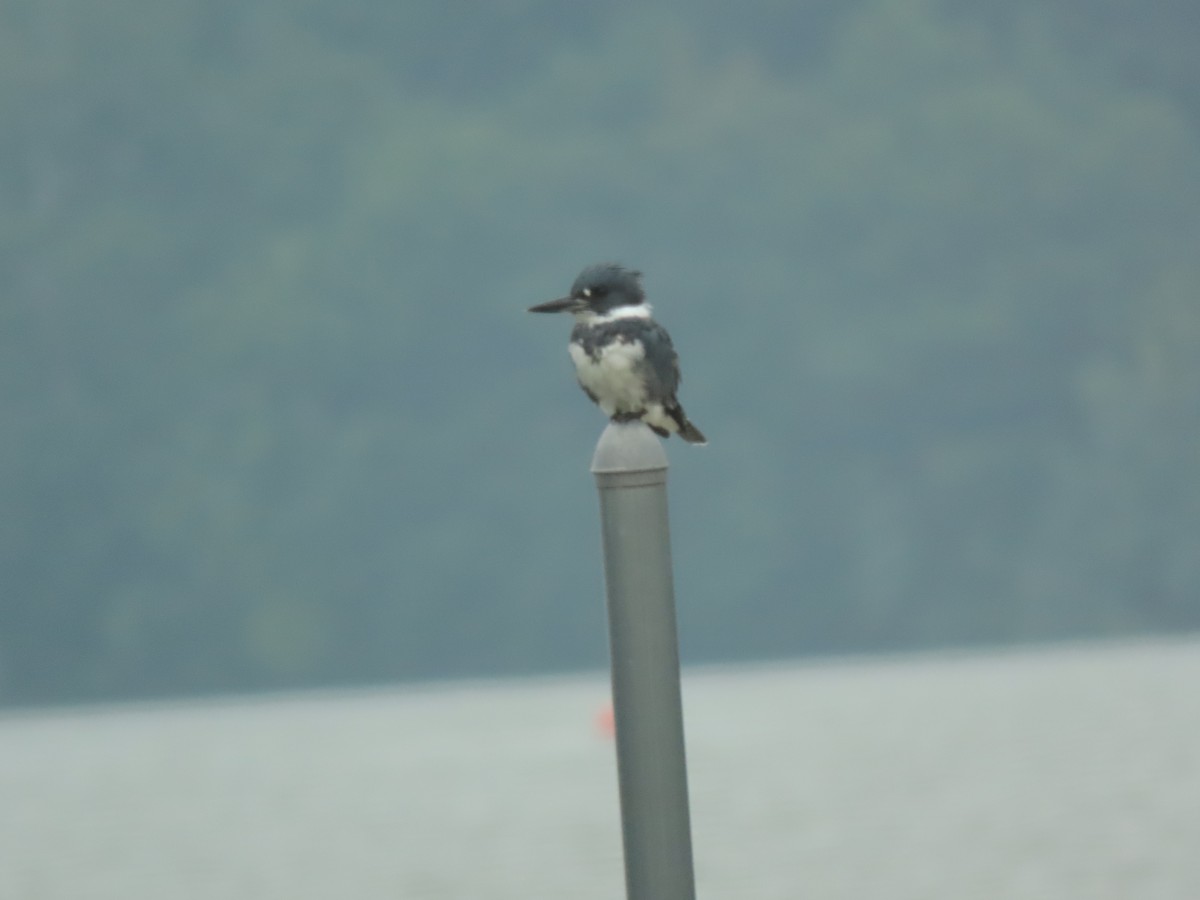 Belted Kingfisher - Alan Boyd