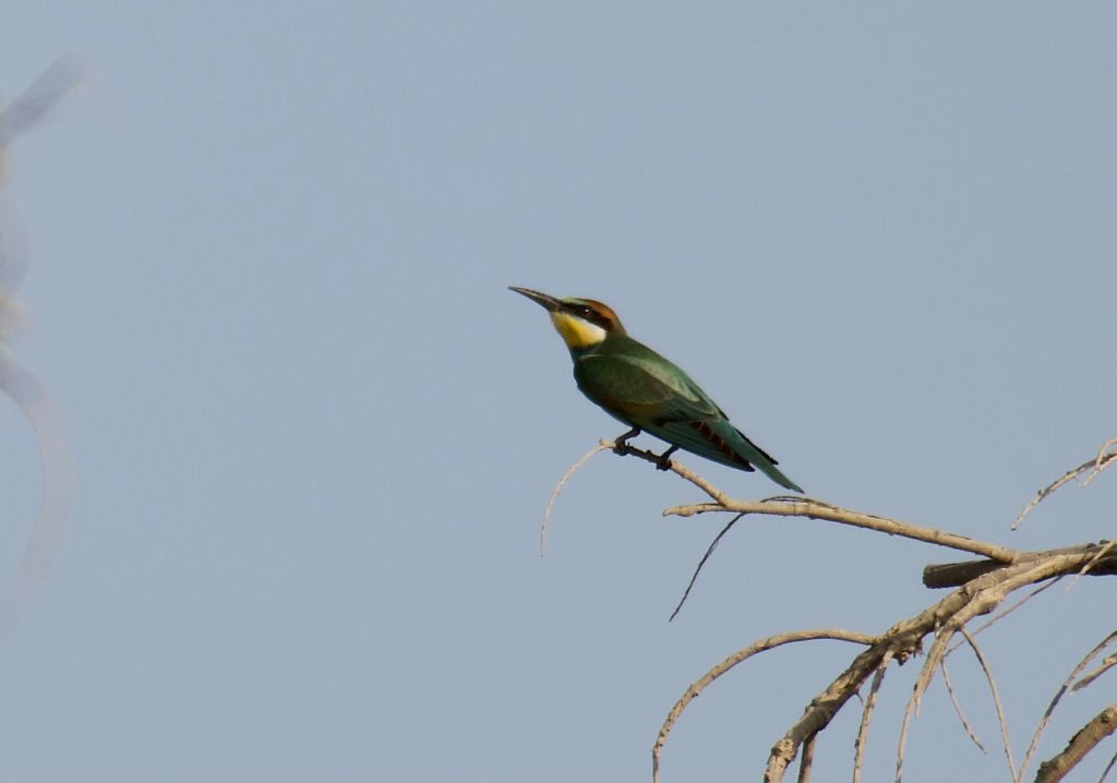 European Bee-eater - ML365198071