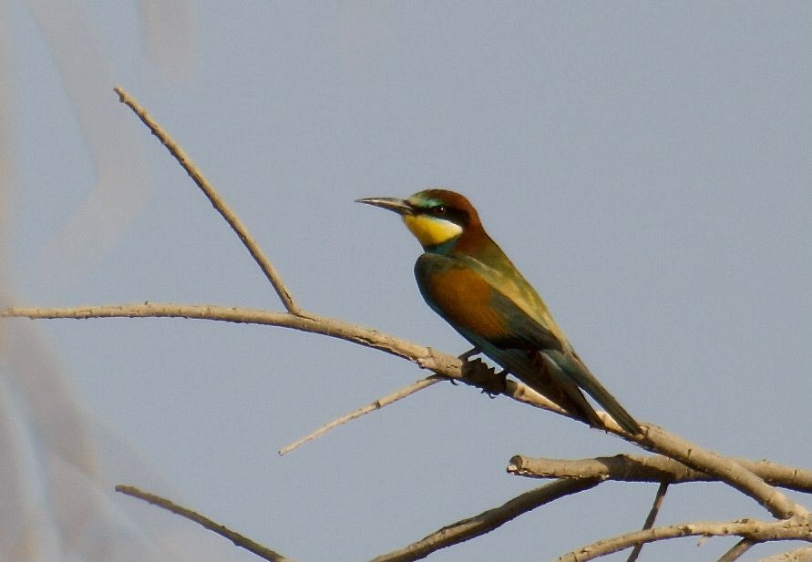 European Bee-eater - ML365198191