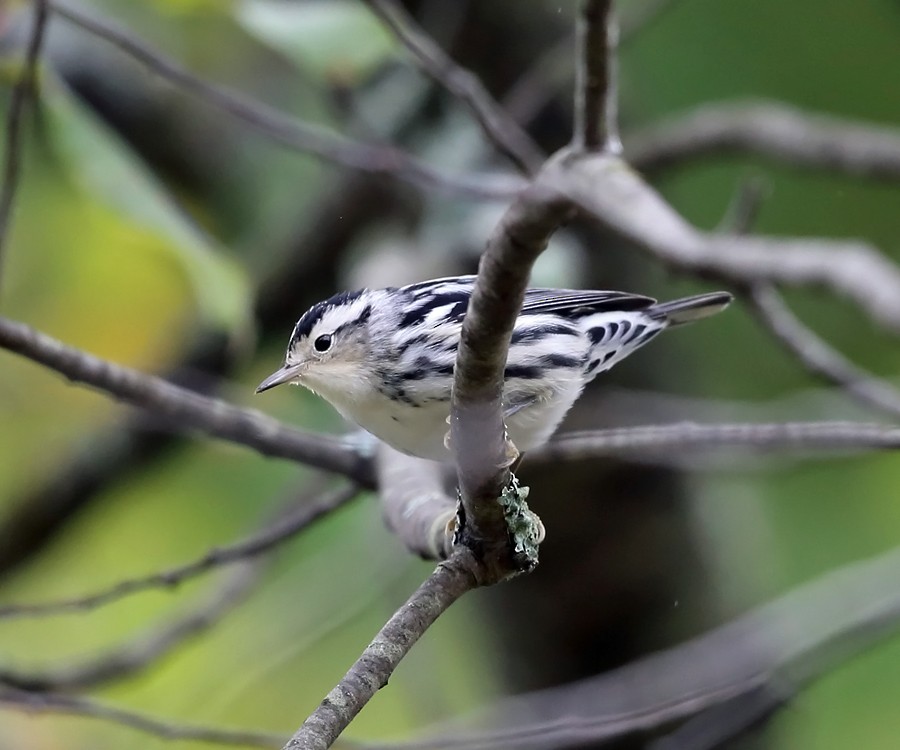 Black-and-white Warbler - ML36520051