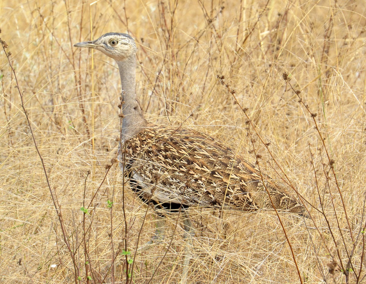 Red-crested Bustard - ML365204781
