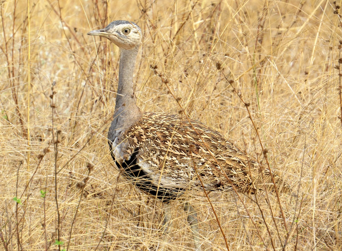 Red-crested Bustard - ML365204791