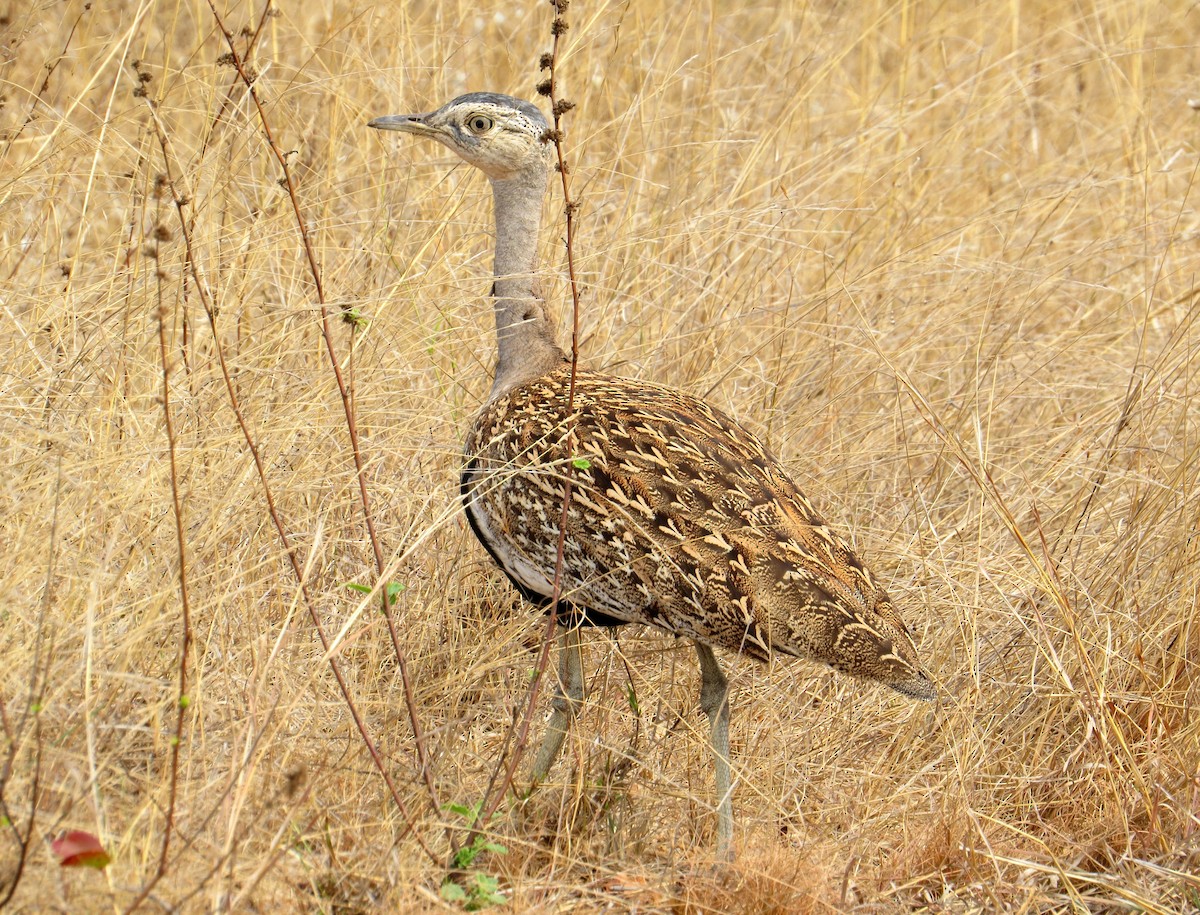 Red-crested Bustard - ML365204811