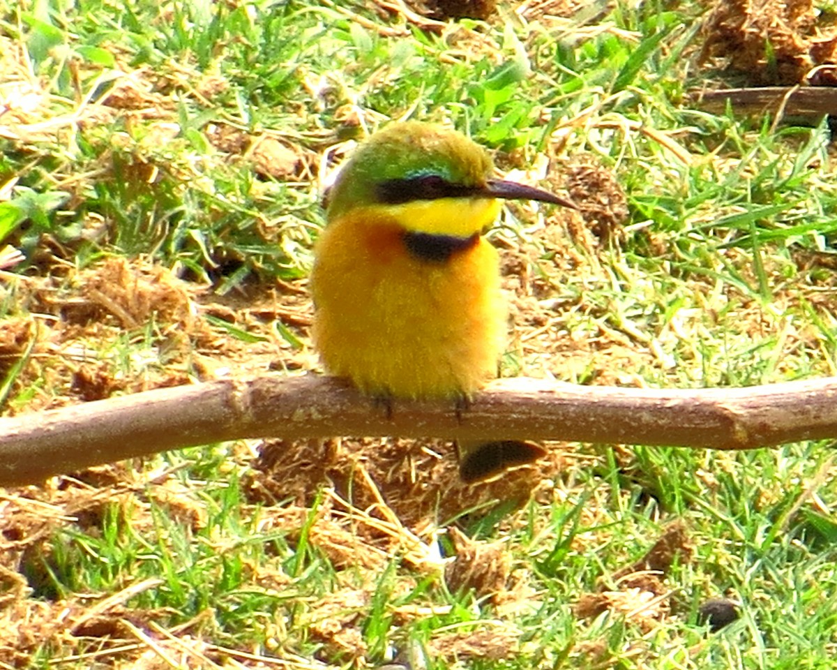 Little Bee-eater - ML365204881
