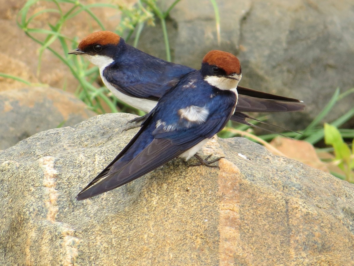 Wire-tailed Swallow - ML365204951