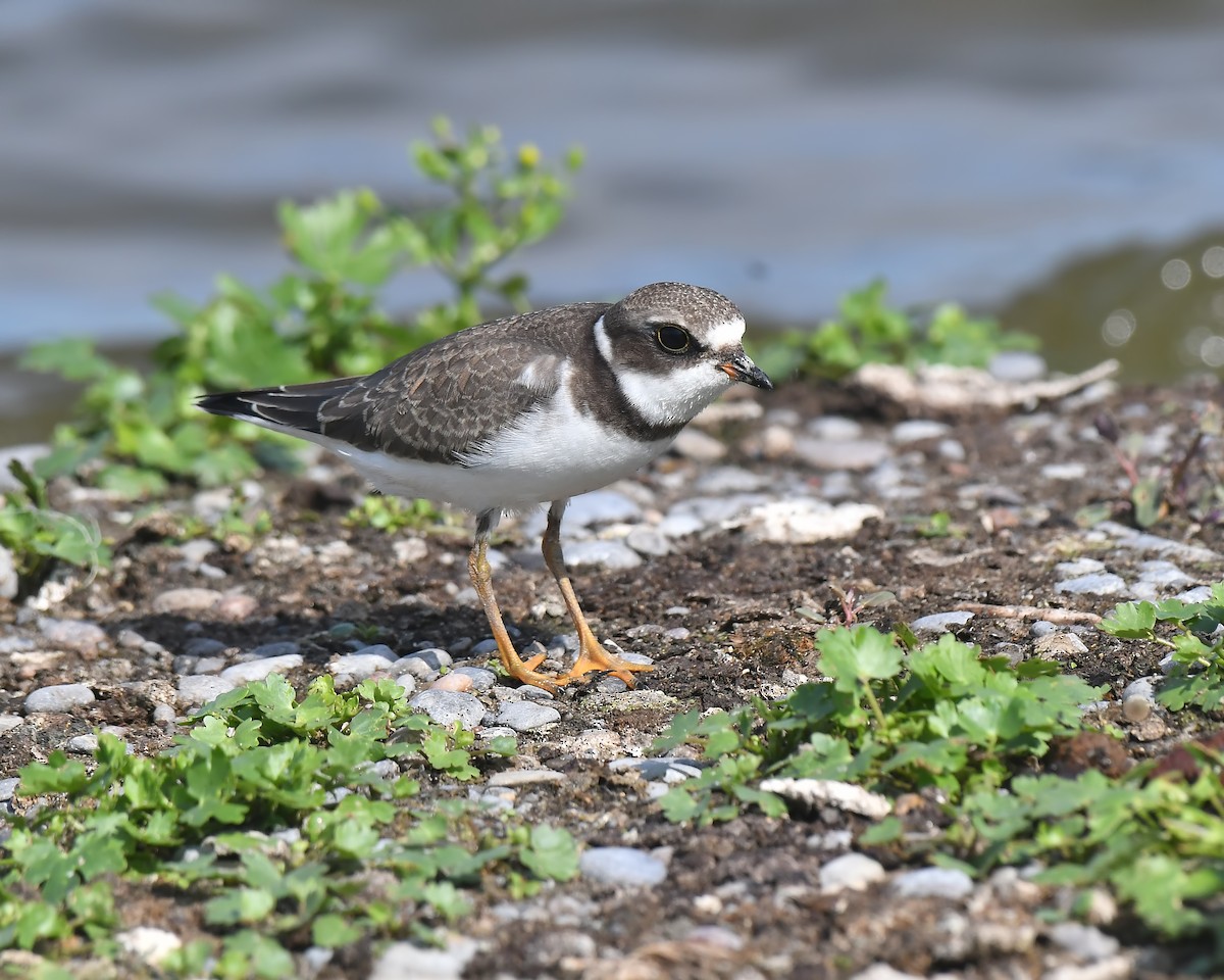 Semipalmated Plover - ML365209741