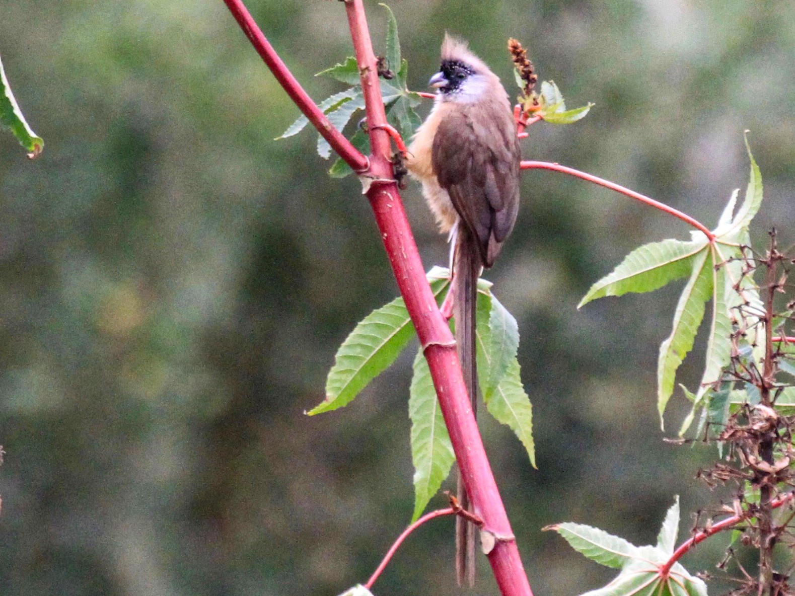 Red-backed Mousebird - Charles Davies