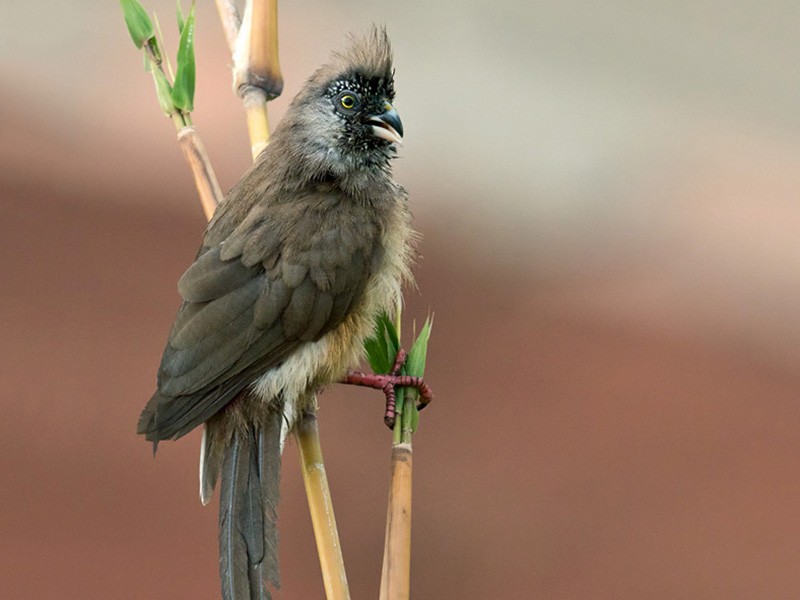 Red-backed Mousebird - Lars Petersson | My World of Bird Photography