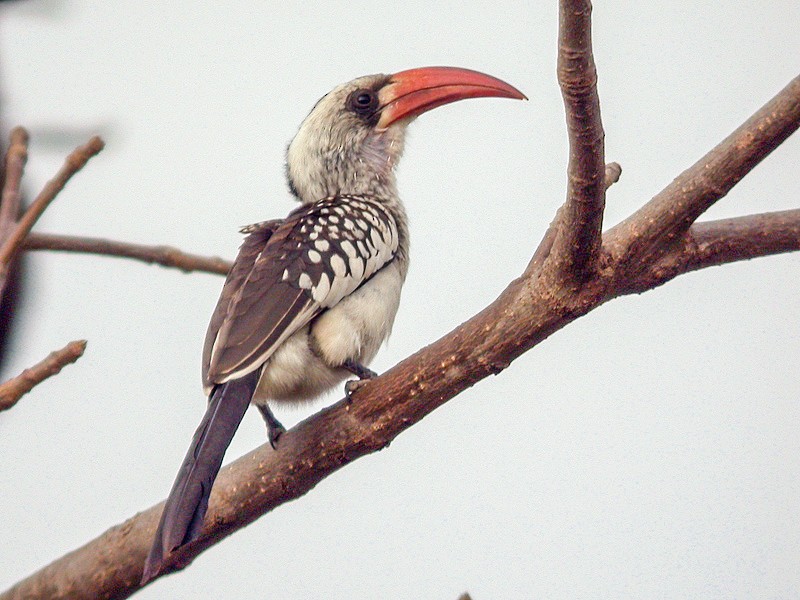 Western Red-billed Hornbill - Alain Fossé