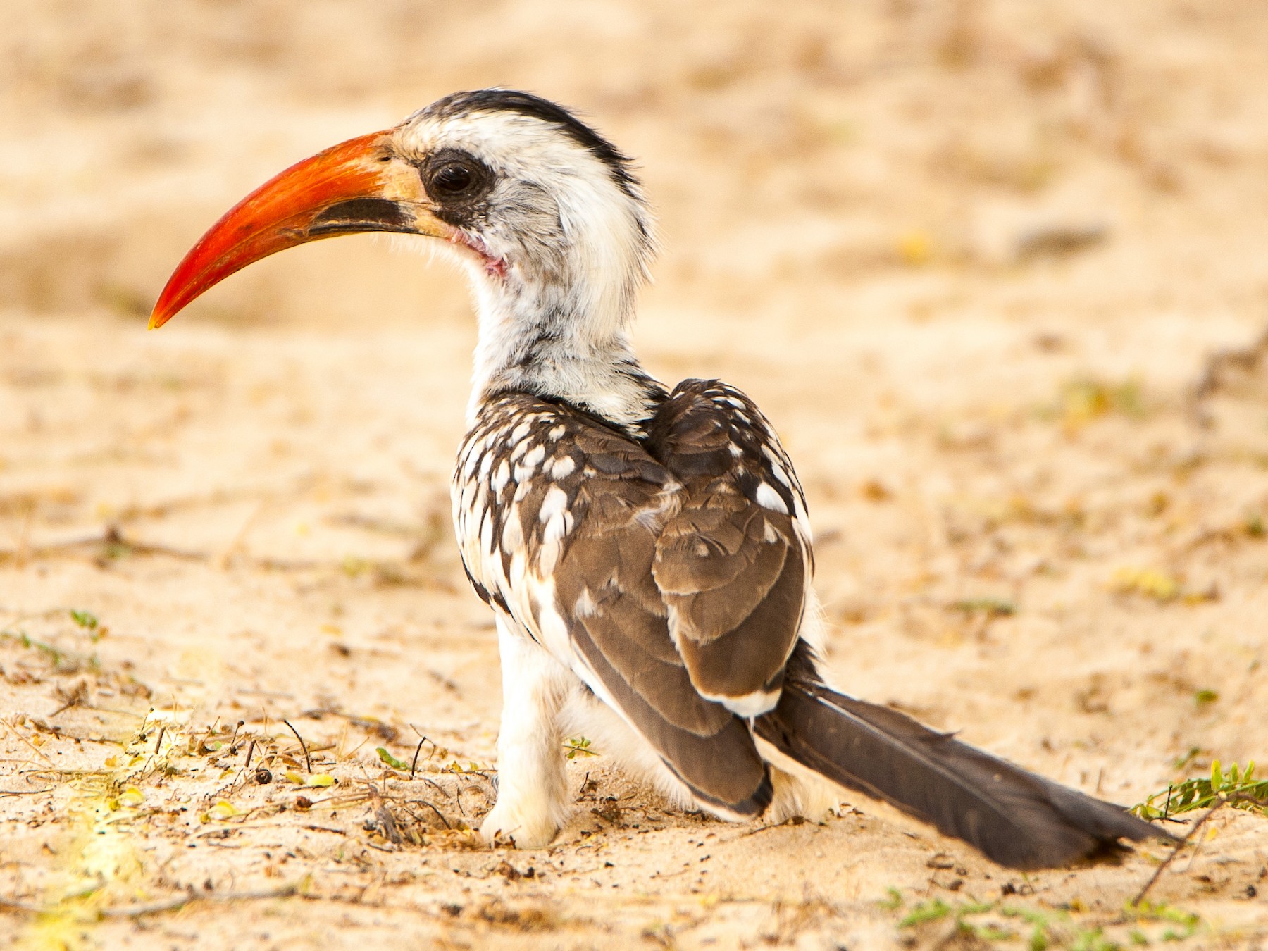 Western Red-billed Hornbill - Jean-Louis  Carlo