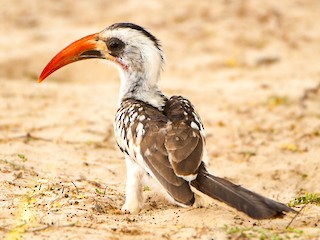 雄鳥 - Jean-Louis  Carlo - ML365218991