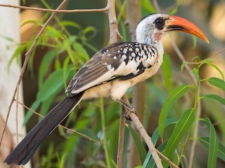 ニシアカハシコサイチョウ - eBird