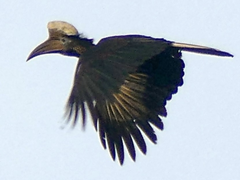 Yellow-casqued Hornbill - Peter Kaestner