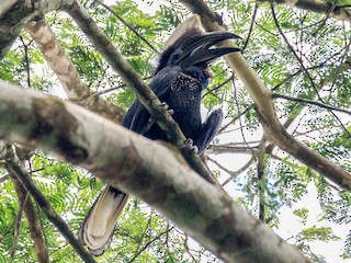  - Yellow-casqued Hornbill