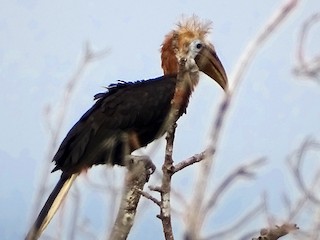 キンコブサイチョウ - eBird