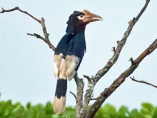  - Brown-cheeked Hornbill