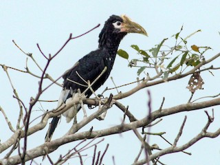 モモグロサイチョウ - eBird