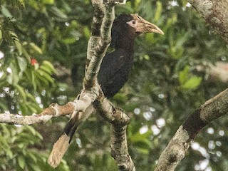 モモグロサイチョウ - eBird