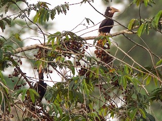 モモグロサイチョウ - eBird
