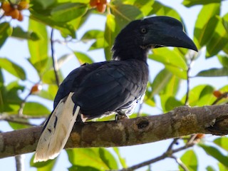  - Sulu Hornbill