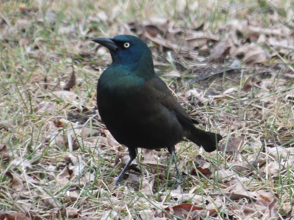 Common Grackle - Donald A. Sutherland
