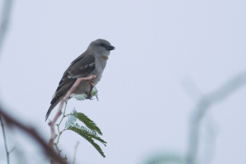 Yellow-throated Sparrow - Sabarish B
