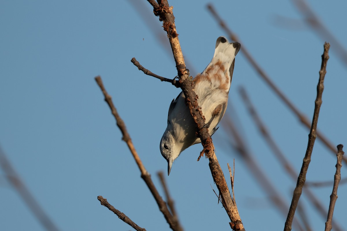 White-breasted Nuthatch - ML365243621