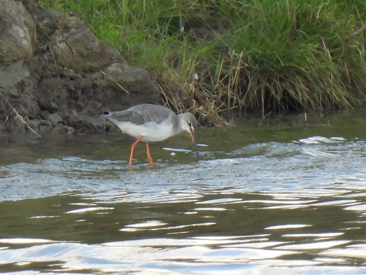 Spotted Redshank - ML365245311