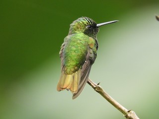 Chlorostilbon russatus