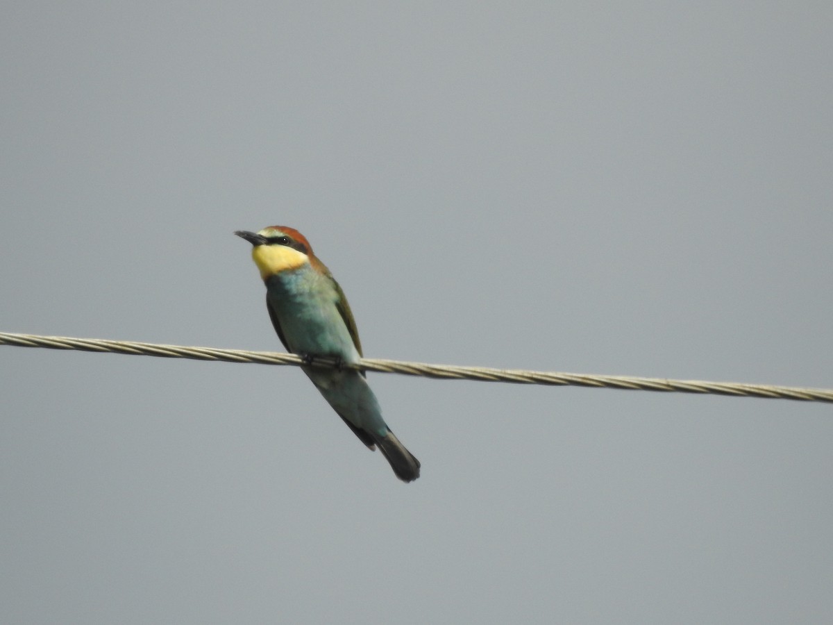 European Bee-eater - ML365249791