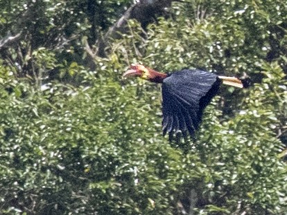 Walden's Hornbill - eBird