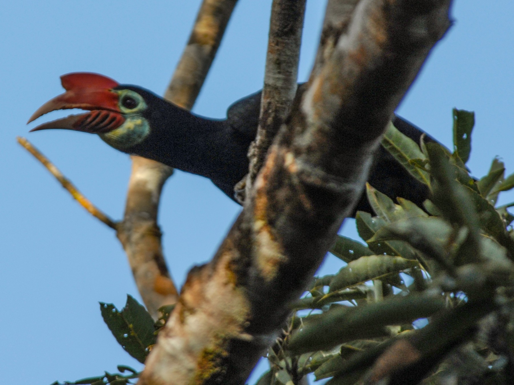 Walden's Hornbill - eBird