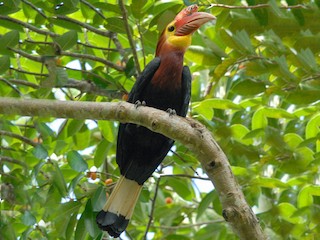  - Writhe-billed Hornbill