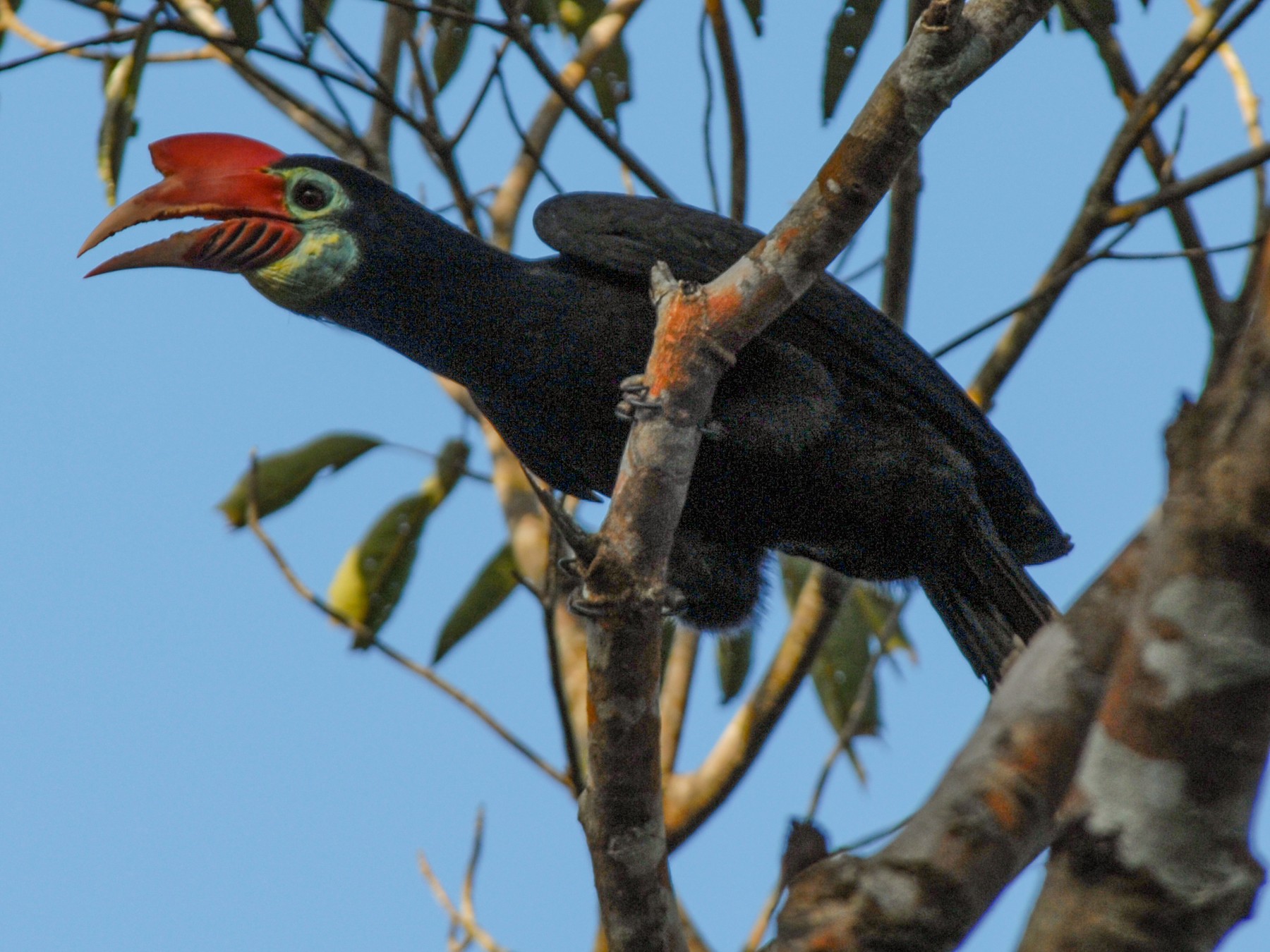 Walden's Hornbill - eBird