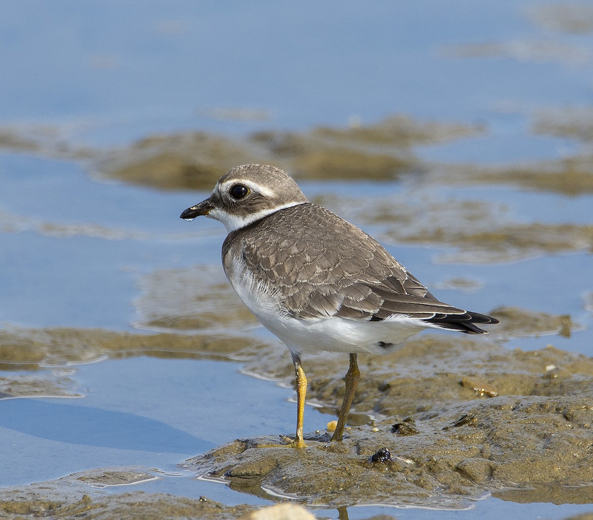 Common Ringed Plover - ML365256311