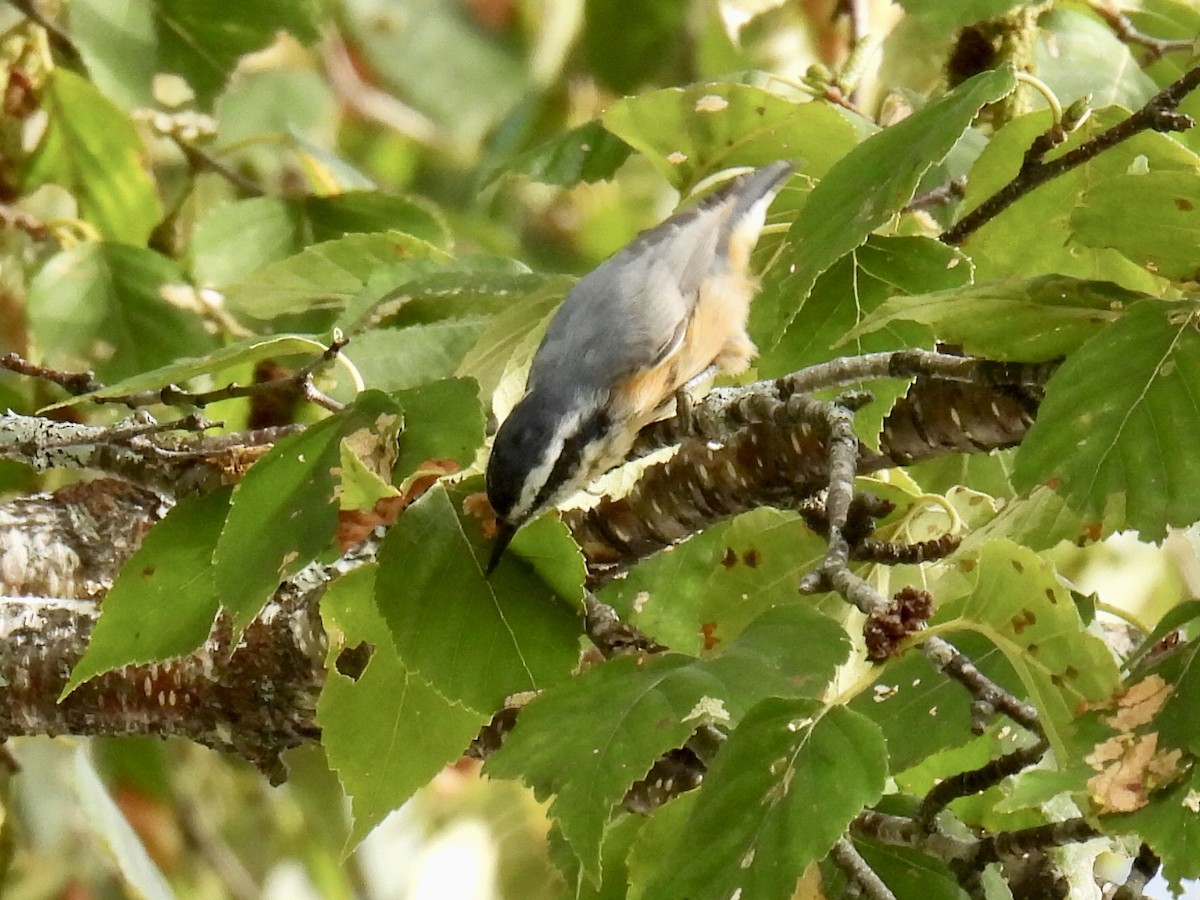 Red-breasted Nuthatch - Jeanne Tucker