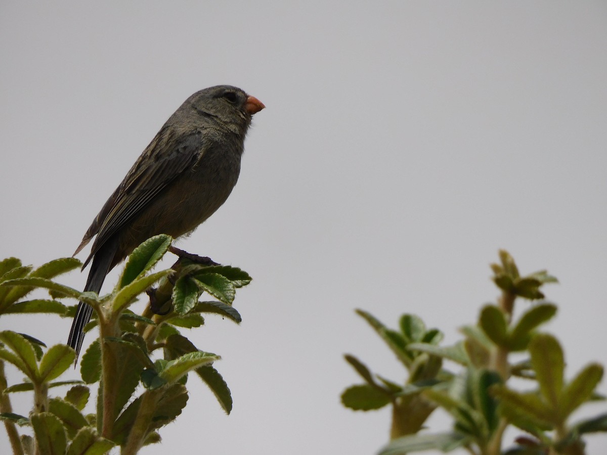 Plain-colored Seedeater - ML365260811